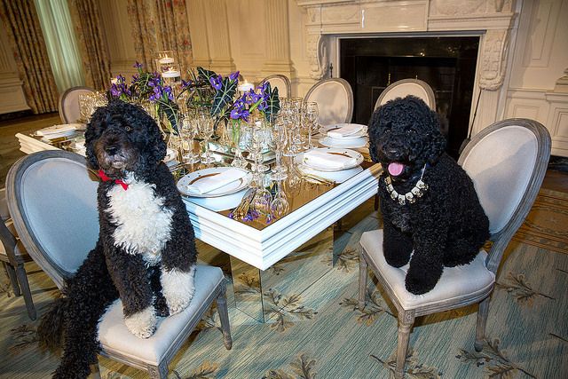 Bo e Sunny ganharam corações no mundo todo em suas aparições durante o mandato do presidente americano Barack Obama