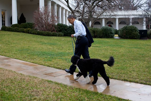 Bo e Sunny ganharam corações no mundo todo em suas aparições durante o mandato do presidente americano Barack Obama
