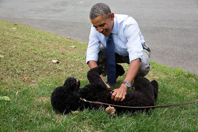 Bo e Sunny ganharam corações no mundo todo em suas aparições durante o mandato do presidente americano Barack Obama