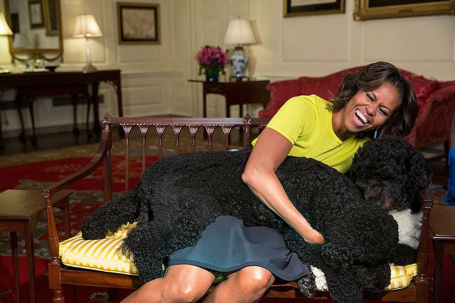 Bo e Sunny ganharam corações no mundo todo em suas aparições durante o mandato do presidente americano Barack Obama