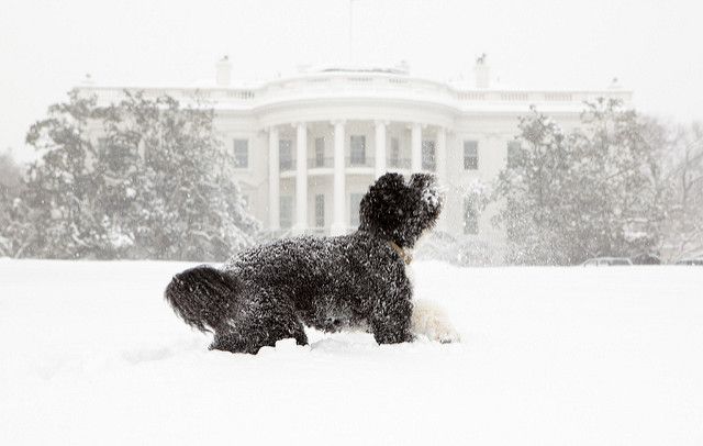 Bo e Sunny ganharam corações no mundo todo em suas aparições durante o mandato do presidente americano Barack Obama