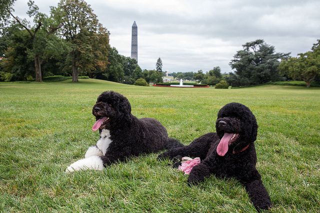 Bo e Sunny ganharam corações no mundo todo em suas aparições durante o mandato do presidente americano Barack Obama