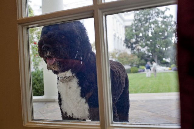 Bo e Sunny ganharam corações no mundo todo em suas aparições durante o mandato do presidente americano Barack Obama