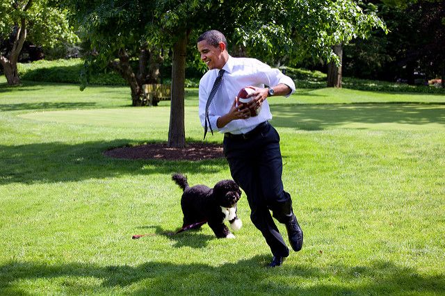 Bo e Sunny ganharam corações no mundo todo em suas aparições durante o mandato do presidente americano Barack Obama
