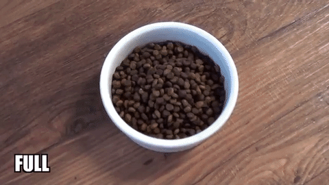 Por que os gatos deixam comida na beira do prato de ração?