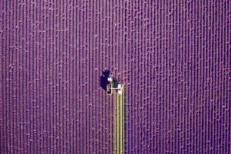 Campos de lavanda na França, de jcourtial