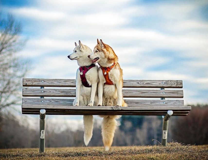 A fotógrafa Melanie sofre de depressão, ansiedade e ataques de pânico. Mas encontrou uma forma de lidar com a doença devido à força de seus dois cachorros, os huskies Atlas e Ellie.