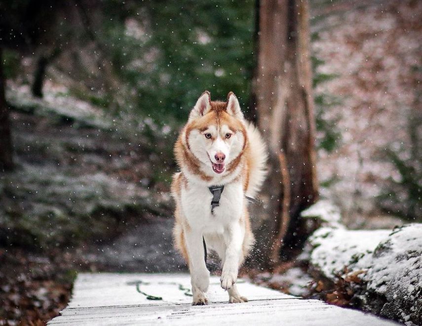 A fotógrafa Melanie sofre de depressão, ansiedade e ataques de pânico. Mas encontrou uma forma de lidar com a doença devido à força de seus dois cachorros, os huskies Atlas e Ellie.