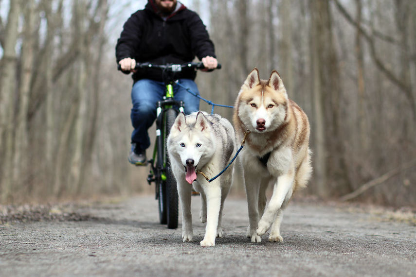 A fotógrafa Melanie sofre de depressão, ansiedade e ataques de pânico. Mas encontrou uma forma de lidar com a doença devido à força de seus dois cachorros, os huskies Atlas e Ellie.