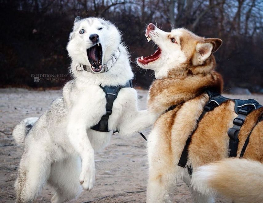 A fotógrafa Melanie sofre de depressão, ansiedade e ataques de pânico. Mas encontrou uma forma de lidar com a doença devido à força de seus dois cachorros, os huskies Atlas e Ellie.