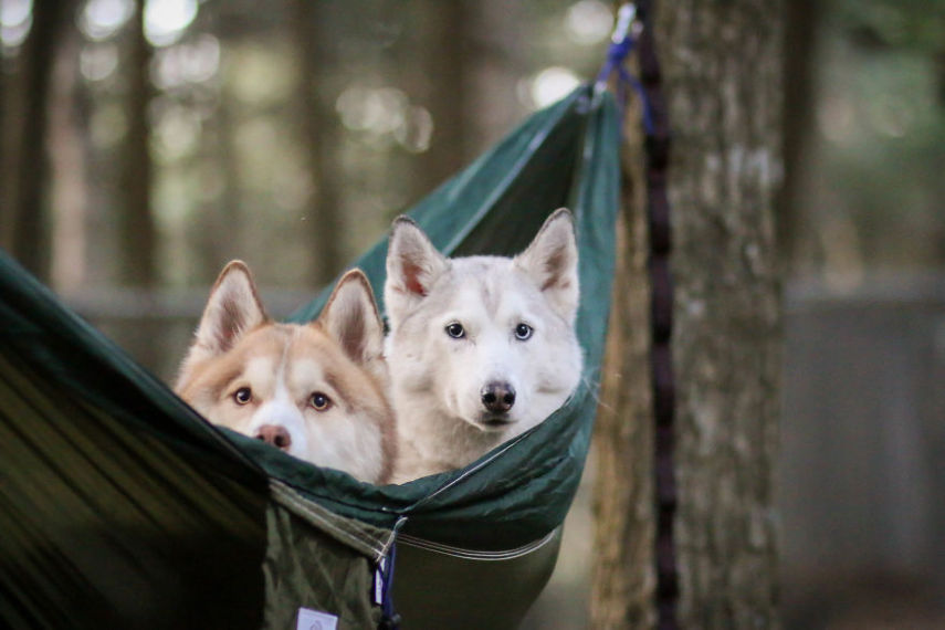 A fotógrafa Melanie sofre de depressão, ansiedade e ataques de pânico. Mas encontrou uma forma de lidar com a doença devido à força de seus dois cachorros, os huskies Atlas e Ellie.
