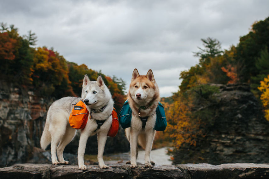 A fotógrafa Melanie sofre de depressão, ansiedade e ataques de pânico. Mas encontrou uma forma de lidar com a doença devido à força de seus dois cachorros, os huskies Atlas e Ellie.