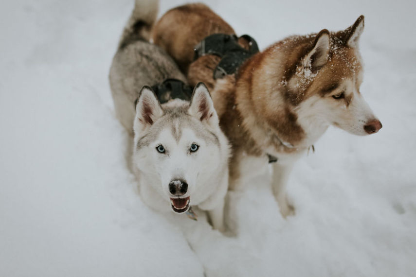 A fotógrafa Melanie sofre de depressão, ansiedade e ataques de pânico. Mas encontrou uma forma de lidar com a doença devido à força de seus dois cachorros, os huskies Atlas e Ellie.