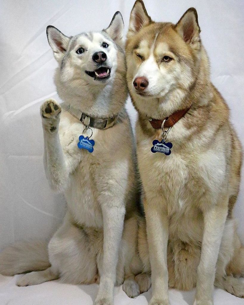 A fotógrafa Melanie sofre de depressão, ansiedade e ataques de pânico. Mas encontrou uma forma de lidar com a doença devido à força de seus dois cachorros, os huskies Atlas e Ellie.