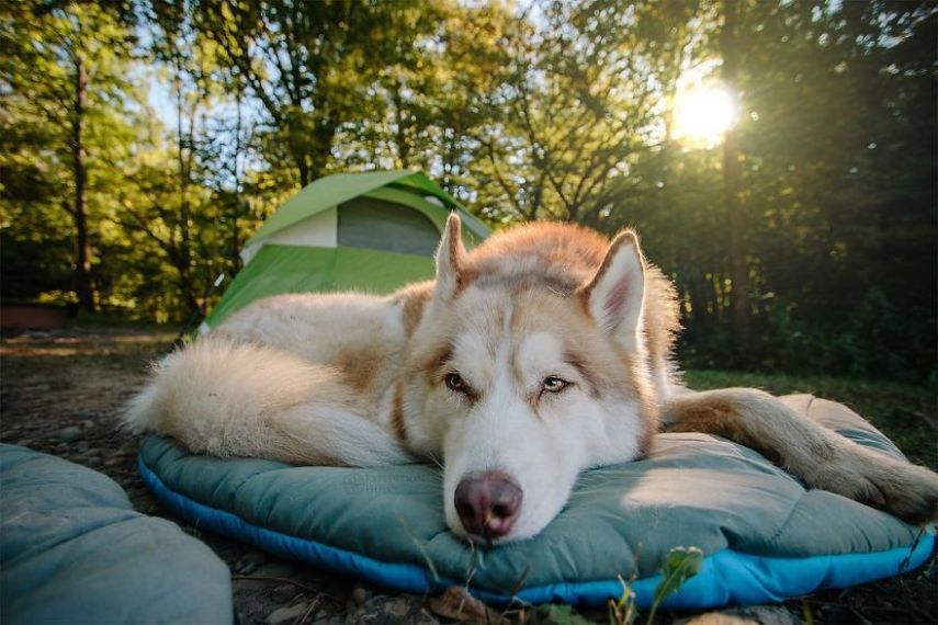 A fotógrafa Melanie sofre de depressão, ansiedade e ataques de pânico. Mas encontrou uma forma de lidar com a doença devido à força de seus dois cachorros, os huskies Atlas e Ellie.