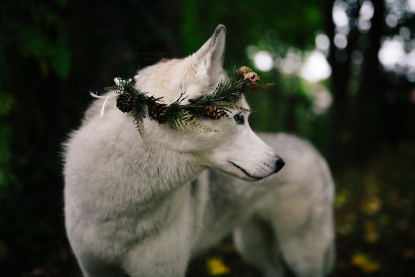A fotógrafa Melanie sofre de depressão, ansiedade e ataques de pânico. Mas encontrou uma forma de lidar com a doença devido à força de seus dois cachorros, os huskies Atlas e Ellie.