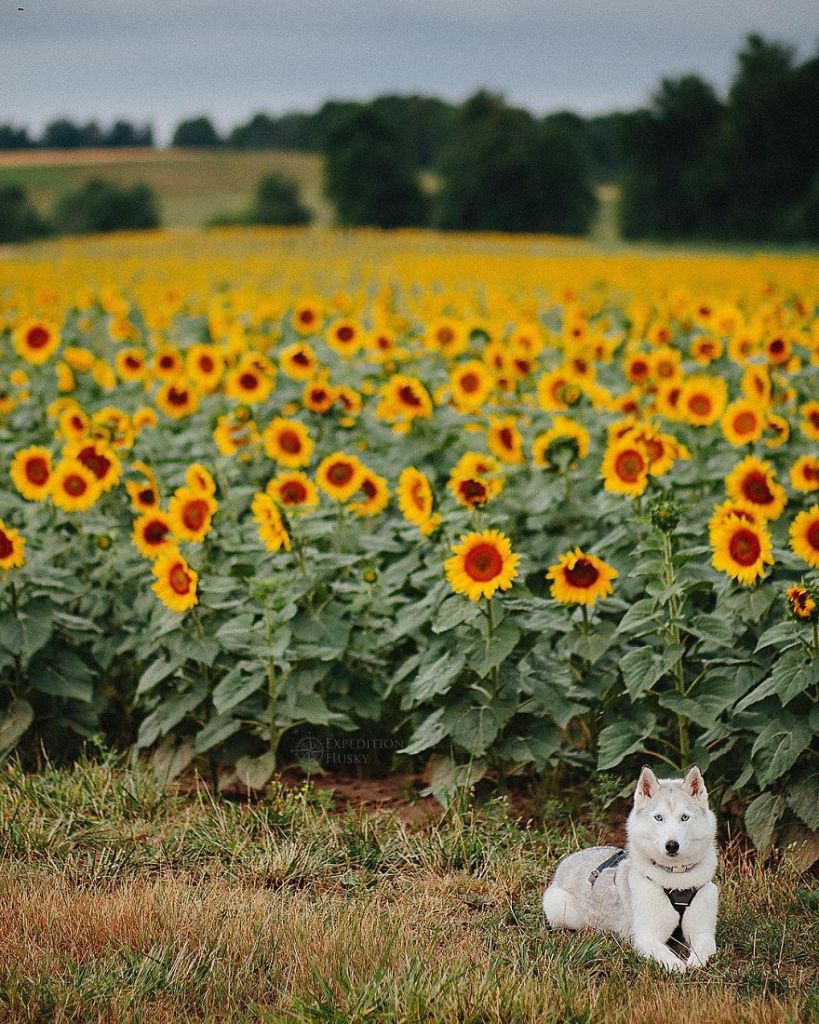 A fotógrafa Melanie sofre de depressão, ansiedade e ataques de pânico. Mas encontrou uma forma de lidar com a doença devido à força de seus dois cachorros, os huskies Atlas e Ellie.