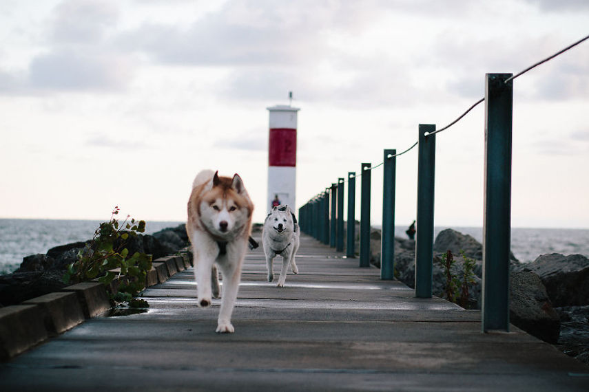 A fotógrafa Melanie sofre de depressão, ansiedade e ataques de pânico. Mas encontrou uma forma de lidar com a doença devido à força de seus dois cachorros, os huskies Atlas e Ellie.