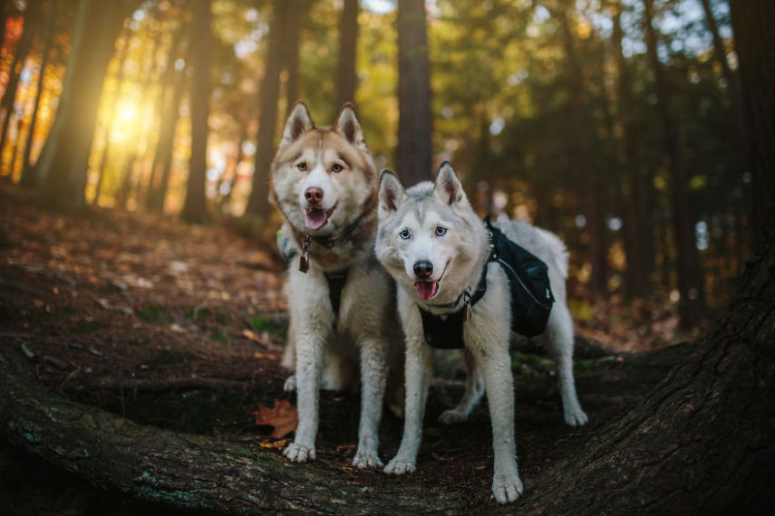 A fotógrafa Melanie sofre de depressão, ansiedade e ataques de pânico. Mas encontrou uma forma de lidar com a doença devido à força de seus dois cachorros, os huskies Atlas e Ellie.