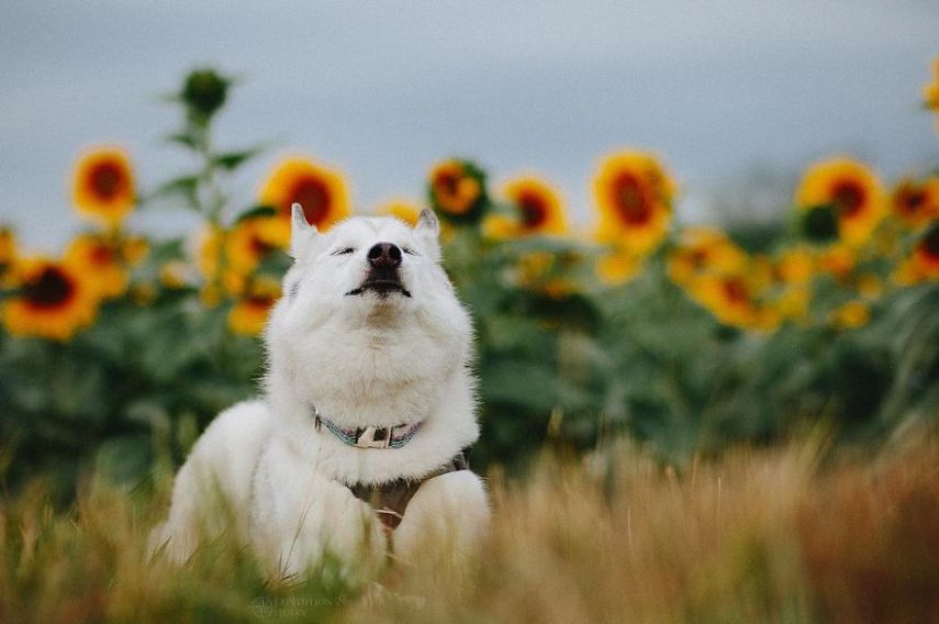 A fotógrafa Melanie sofre de depressão, ansiedade e ataques de pânico. Mas encontrou uma forma de lidar com a doença devido à força de seus dois cachorros, os huskies Atlas e Ellie.