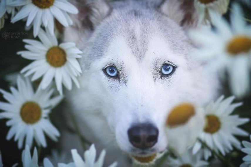 A fotógrafa Melanie sofre de depressão, ansiedade e ataques de pânico. Mas encontrou uma forma de lidar com a doença devido à força de seus dois cachorros, os huskies Atlas e Ellie.