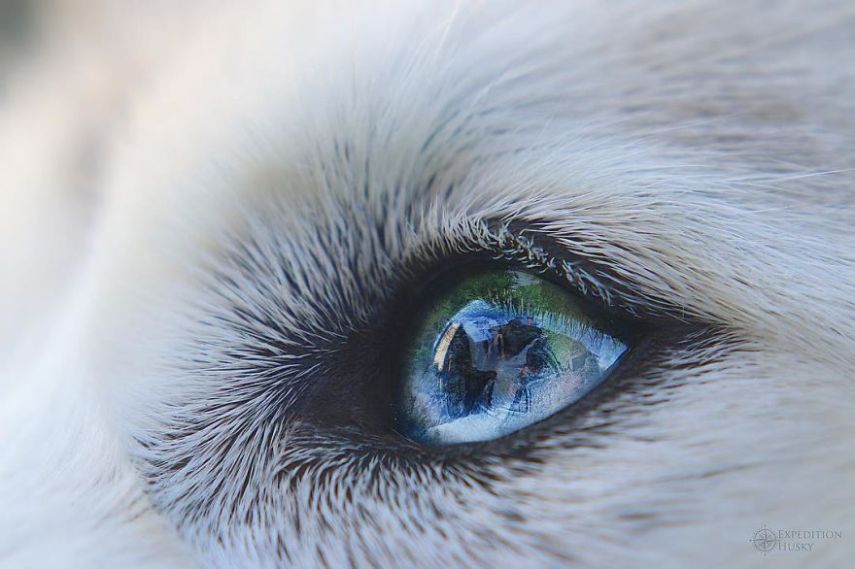 A fotógrafa Melanie sofre de depressão, ansiedade e ataques de pânico. Mas encontrou uma forma de lidar com a doença devido à força de seus dois cachorros, os huskies Atlas e Ellie.