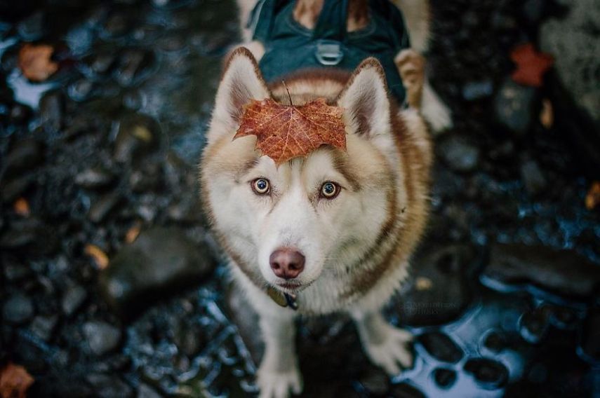 A fotógrafa Melanie sofre de depressão, ansiedade e ataques de pânico. Mas encontrou uma forma de lidar com a doença devido à força de seus dois cachorros, os huskies Atlas e Ellie.