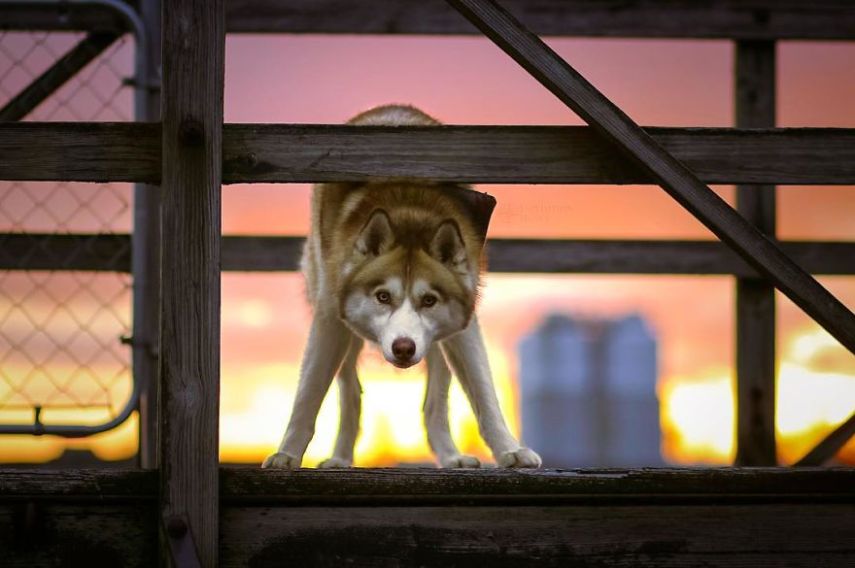 A fotógrafa Melanie sofre de depressão, ansiedade e ataques de pânico. Mas encontrou uma forma de lidar com a doença devido à força de seus dois cachorros, os huskies Atlas e Ellie.