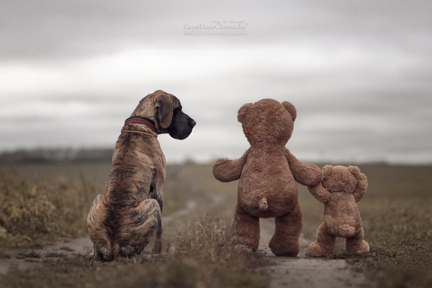 Fotógrafo russo registra o laço especial entre animais grandes e seus pequenos companheiros de vida