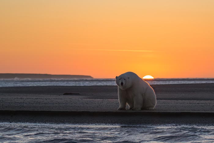 Fotógrafa viaja para o Alasca para mostrar a vida de ursos polares ameaçada pelo aquecimento global