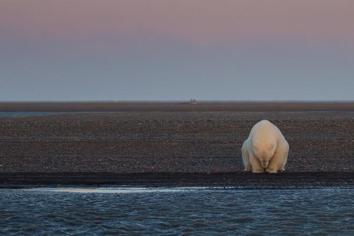 Fotógrafa viaja para o Alasca para mostrar a vida de ursos polares ameaçada pelo aquecimento global