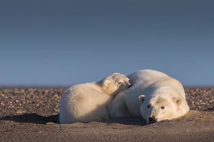 Fotógrafa viaja para o Alasca para mostrar a vida de ursos polares ameaçada pelo aquecimento global