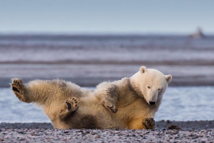 Um urso polar está em uma cena do filme urso polar.