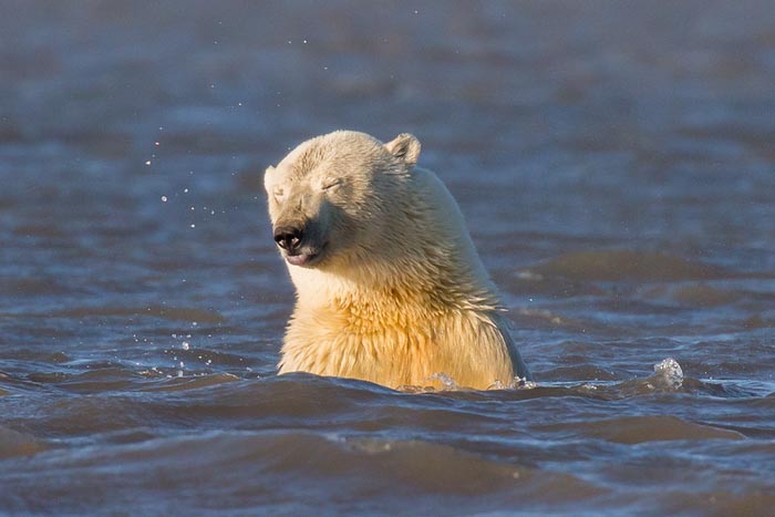 Fotógrafa viaja para o Alasca para mostrar a vida de ursos polares ameaçada pelo aquecimento global