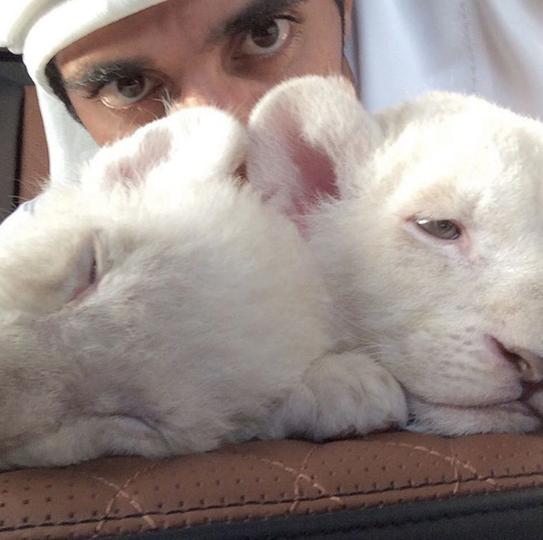 Fazza, como é conhecido, tem milhõe de seguidores no Instagram e divide sua vida de luxo com esportes radicais e convivência com animais selvagens