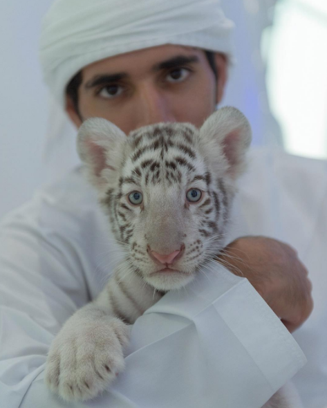 Fazza, como é conhecido, tem milhõe de seguidores no Instagram e divide sua vida de luxo com esportes radicais e convivência com animais selvagens