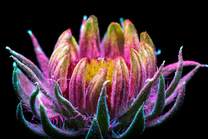 Fotógrafo faz imagens incríveis de flores fluorescentes com ultravioleta