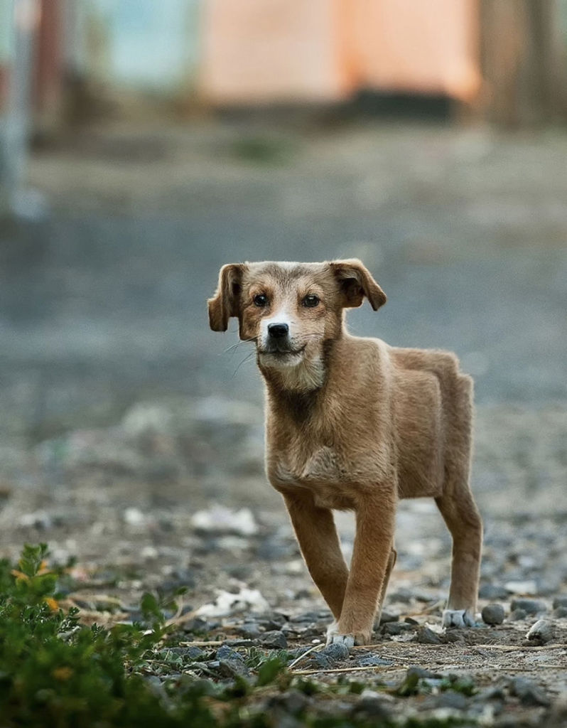 Aditya Aryanto criou série de imagens de animais deixando-os em formas cúbicas