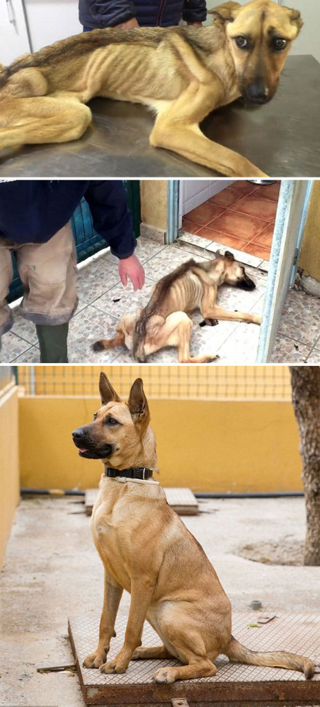Alguns cães foram extremamente maltratados, mas ao receberem cuidados e um novo lar se transformaram completamente e estão saudáveis e super felizes!