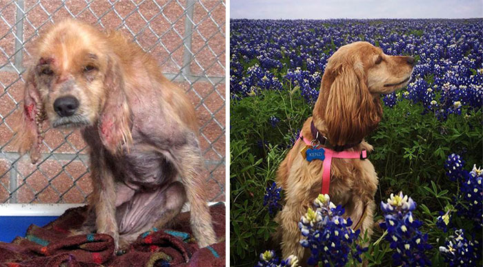 Alguns cães foram extremamente maltratados, mas ao receberem cuidados e um novo lar se transformaram completamente e estão saudáveis e super felizes!