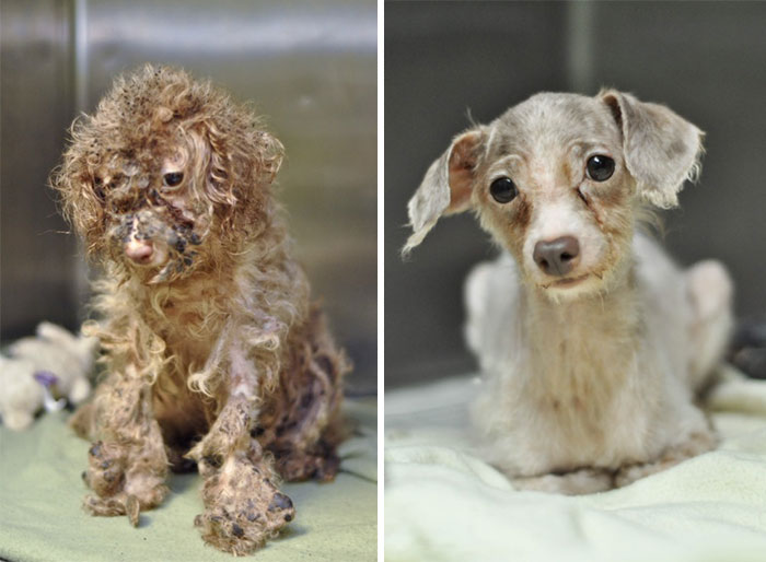Alguns cães foram extremamente maltratados, mas ao receberem cuidados e um novo lar se transformaram completamente e estão saudáveis e super felizes!