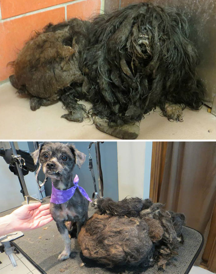 Alguns cães foram extremamente maltratados, mas ao receberem cuidados e um novo lar se transformaram completamente e estão saudáveis e super felizes!