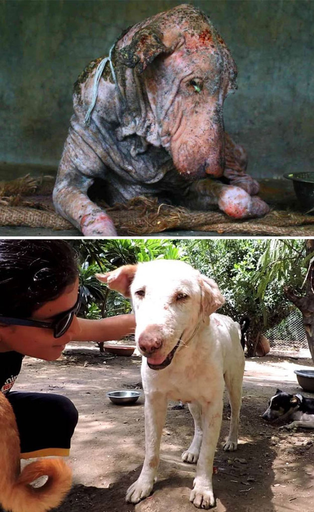 Alguns cães foram extremamente maltratados, mas ao receberem cuidados e um novo lar se transformaram completamente e estão saudáveis e super felizes!