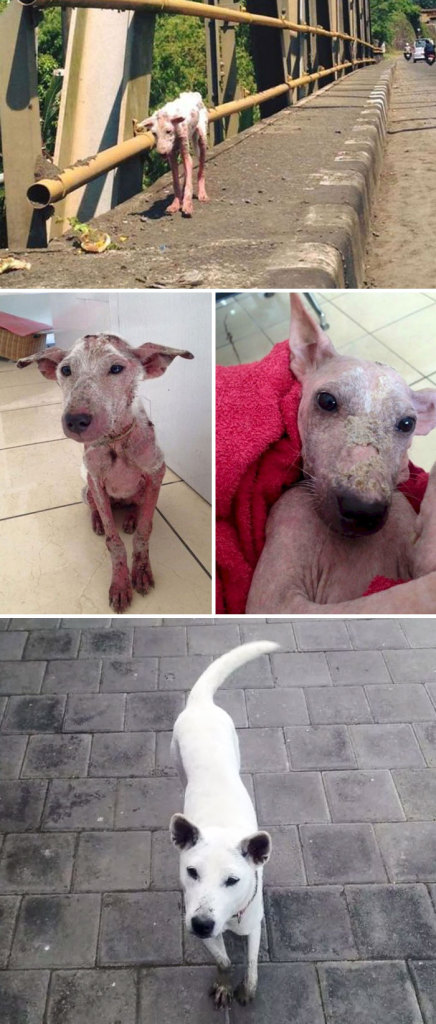Alguns cães foram extremamente maltratados, mas ao receberem cuidados e um novo lar se transformaram completamente e estão saudáveis e super felizes!
