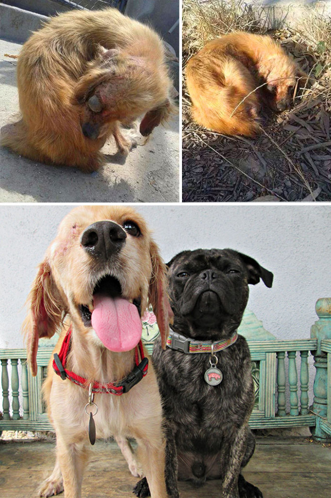 Alguns cães foram extremamente maltratados, mas ao receberem cuidados e um novo lar se transformaram completamente e estão saudáveis e super felizes!