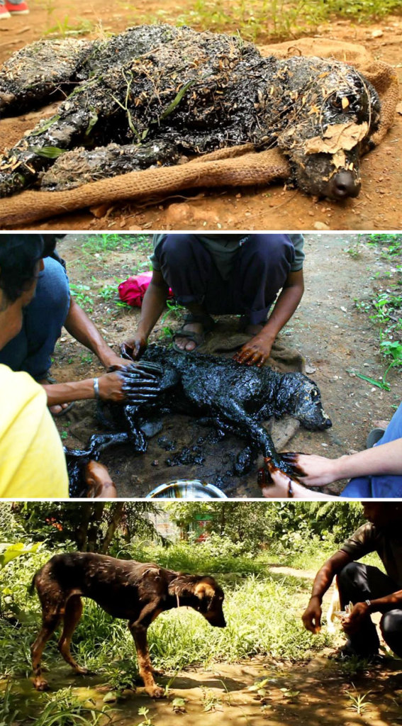 Alguns cães foram extremamente maltratados, mas ao receberem cuidados e um novo lar se transformaram completamente e estão saudáveis e super felizes!