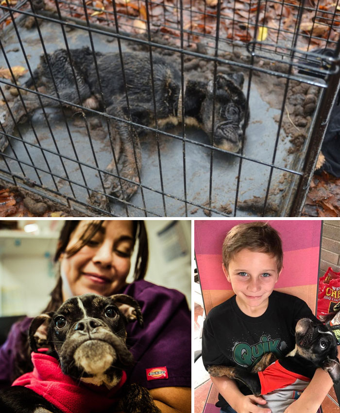Alguns cães foram extremamente maltratados, mas ao receberem cuidados e um novo lar se transformaram completamente e estão saudáveis e super felizes!