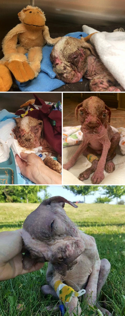Alguns cães foram extremamente maltratados, mas ao receberem cuidados e um novo lar se transformaram completamente e estão saudáveis e super felizes!