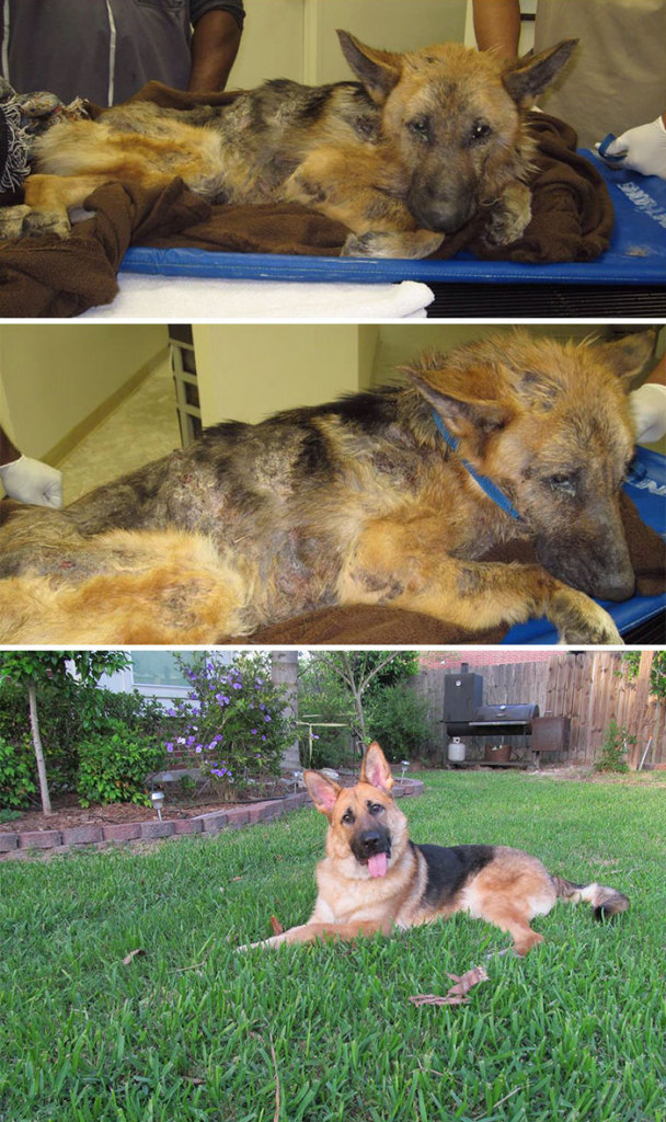 Alguns cães foram extremamente maltratados, mas ao receberem cuidados e um novo lar se transformaram completamente e estão saudáveis e super felizes!