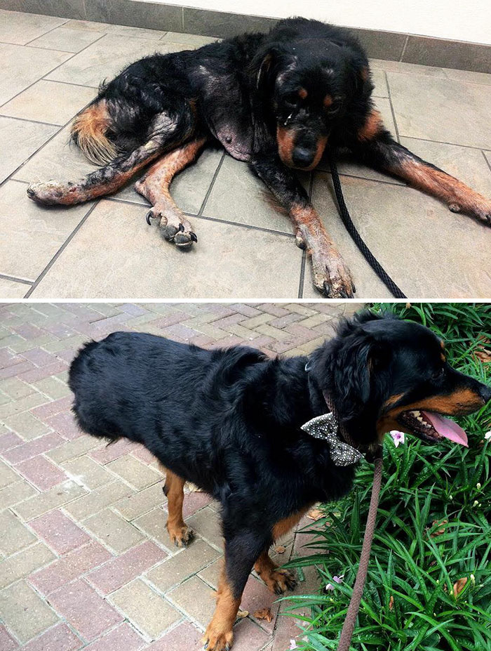 Alguns cães foram extremamente maltratados, mas ao receberem cuidados e um novo lar se transformaram completamente e estão saudáveis e super felizes!